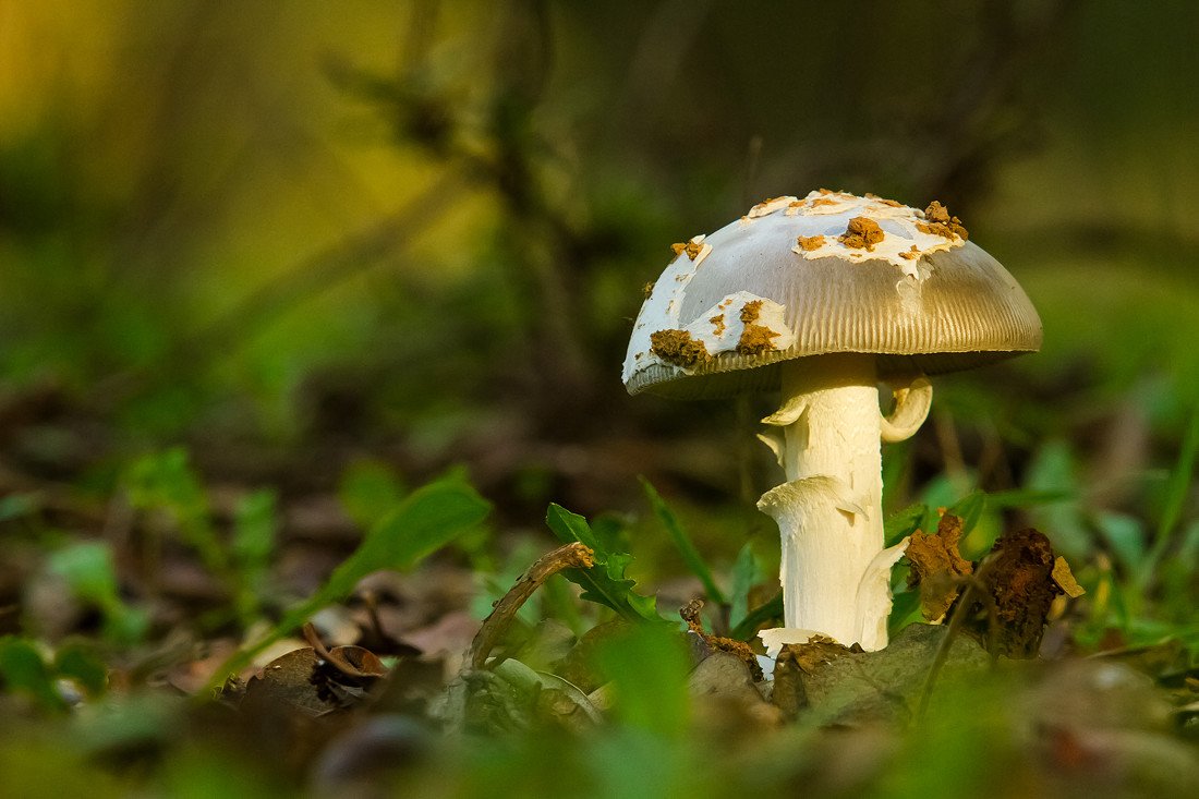 Antonio Gallardo - Amanita phanterina Agafona