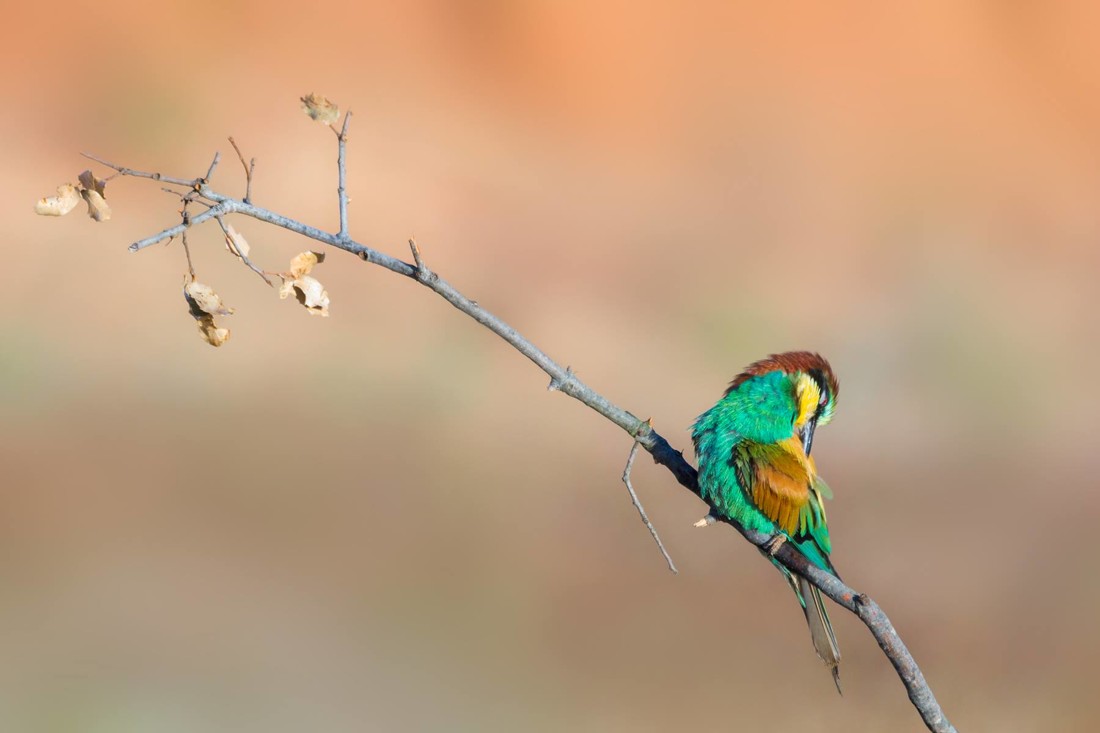 29792177_10216309460791596_2192396906993287168_o