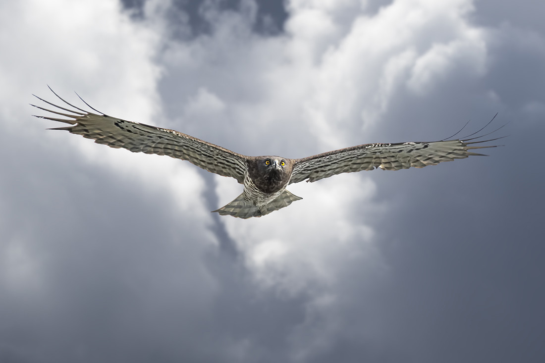 antonio-benitez-antonio-benitez-paz-aguila-culebrera-punta-carnero-algeciras