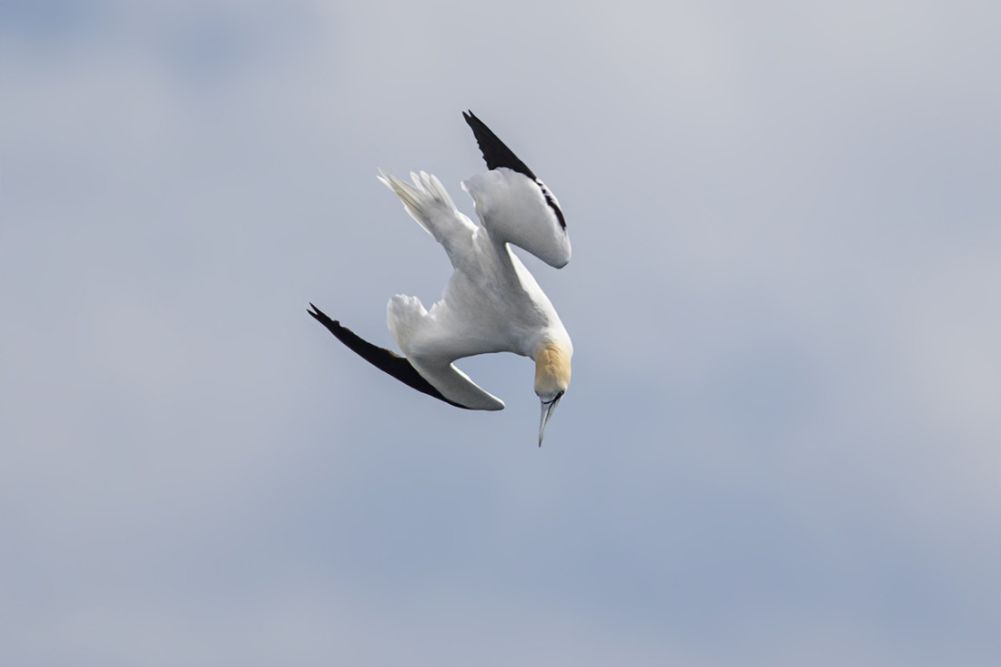 antonio-benitez-antonio-benitez-paz-alcatraz-estrecho