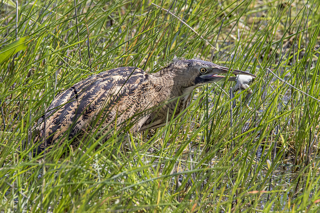 antonio-benitez-antonio-benitez-paz-avetoro-la-janda