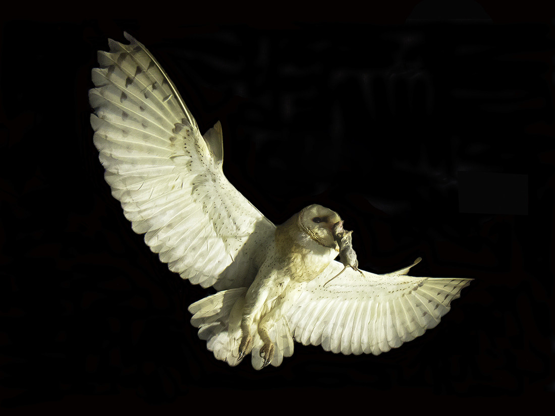 antonio-gallardo-concursoabrilaves2