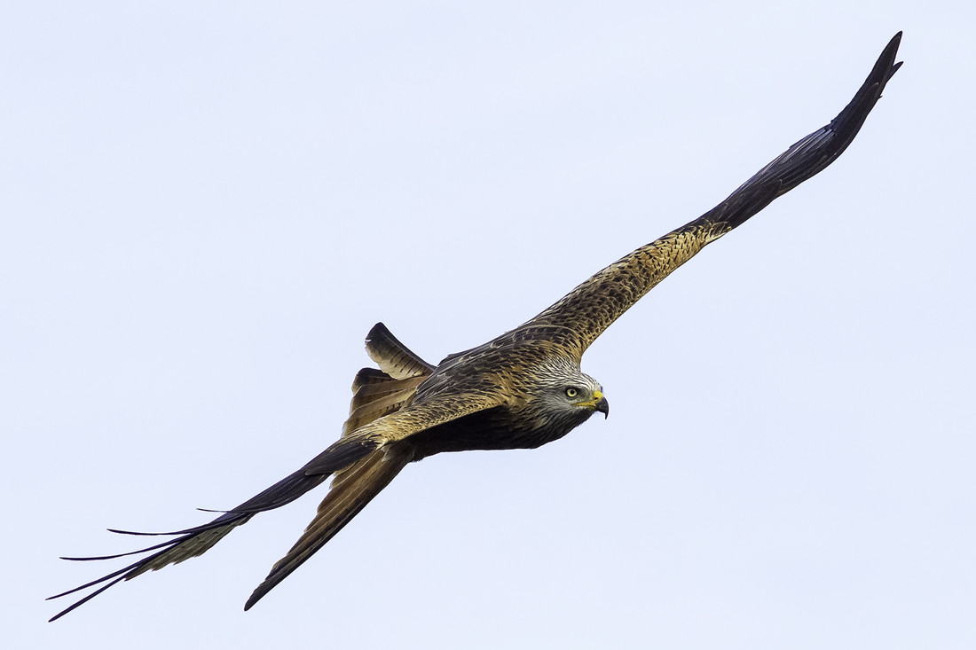 antonio-gallardo-concursoabrilaves3