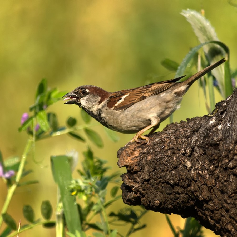 concha-lacave-carranza-dsc-0273-2-1