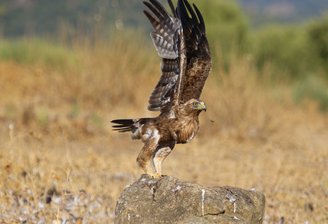 gines-perez-soriano-concursoabrilaves-1