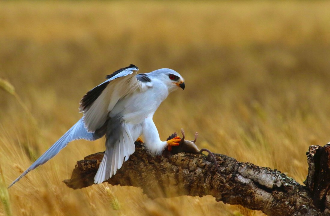 gines-perez-soriano-concursoabrilaves-2