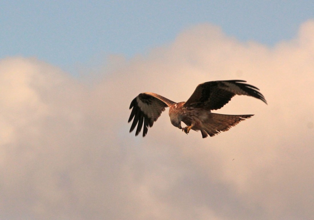 gines-perez-soriano-concursoabrilaves