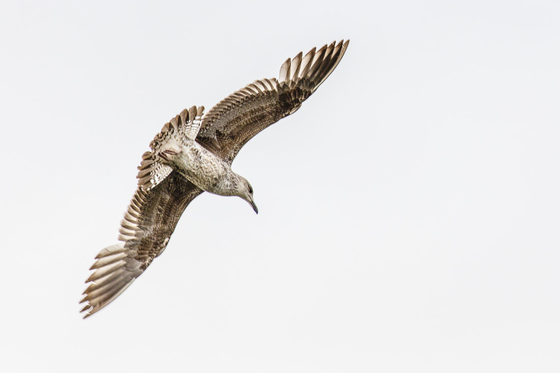 javier-gazzo-rivas-concursoabrilaves1