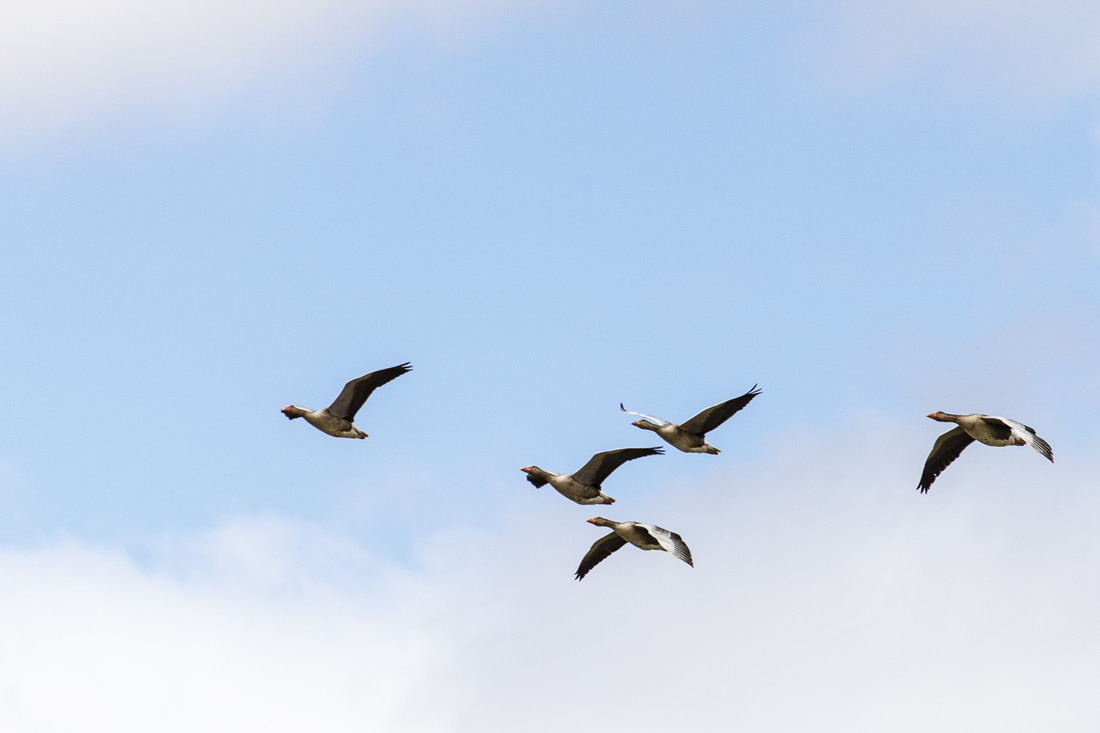 javier-gazzo-rivas-concursoabrilaves2