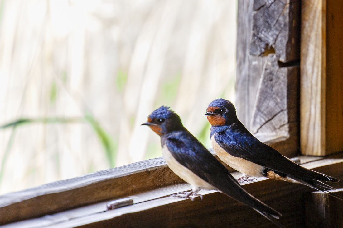 javier-gazzo-rivas-concursoabrilaves3