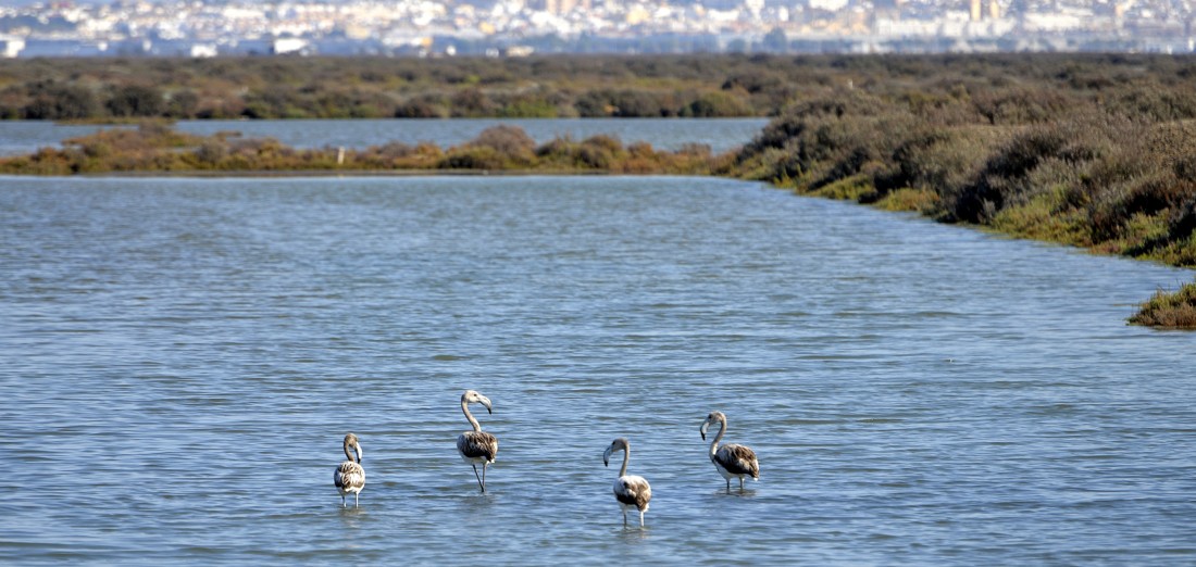 jose-diaz-marin-concursoabrilaves_1