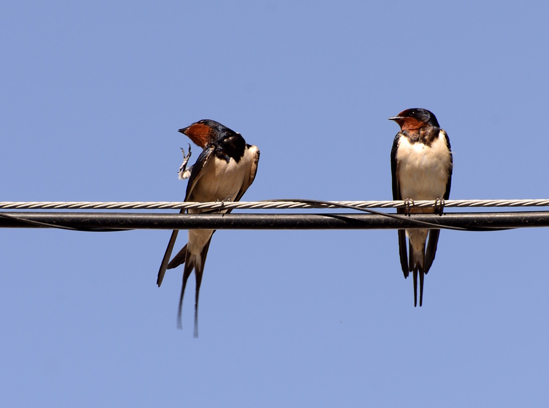 jose-diaz-marin-concursoabrilaves