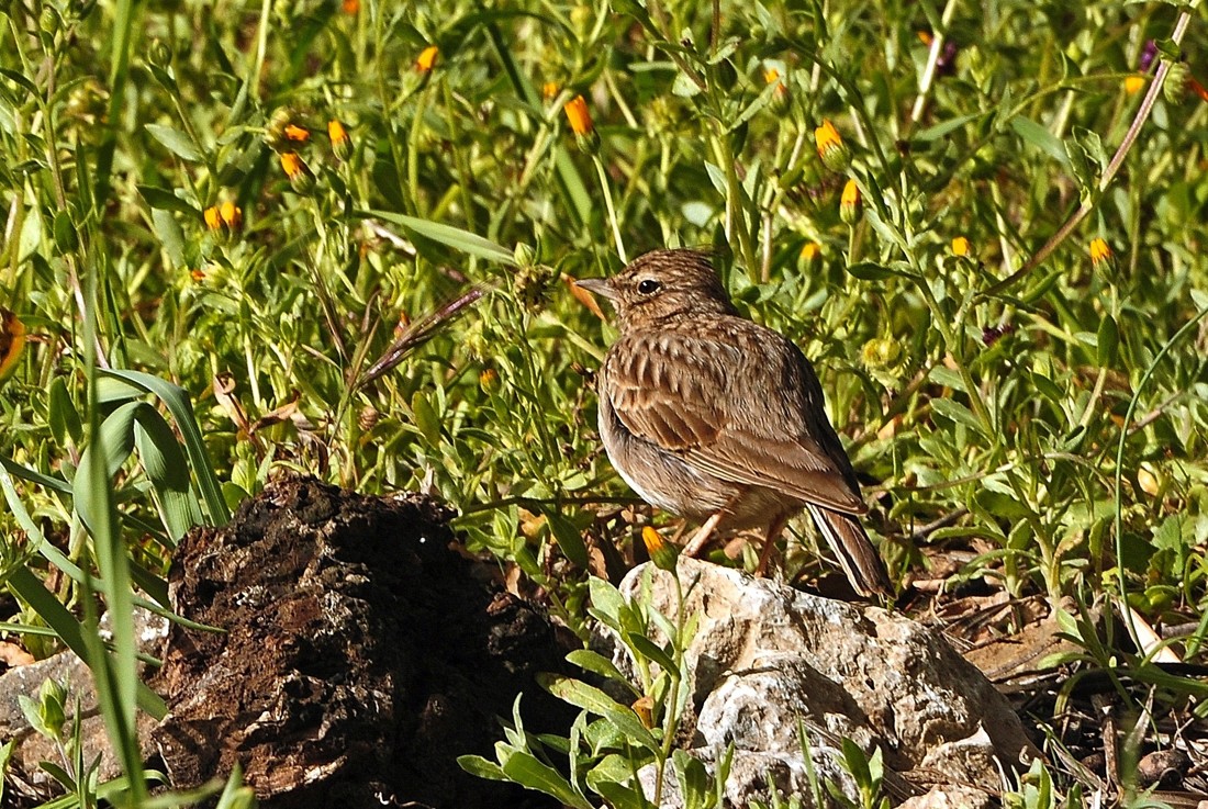 jose-diaz-marin-concurzoabrilaves
