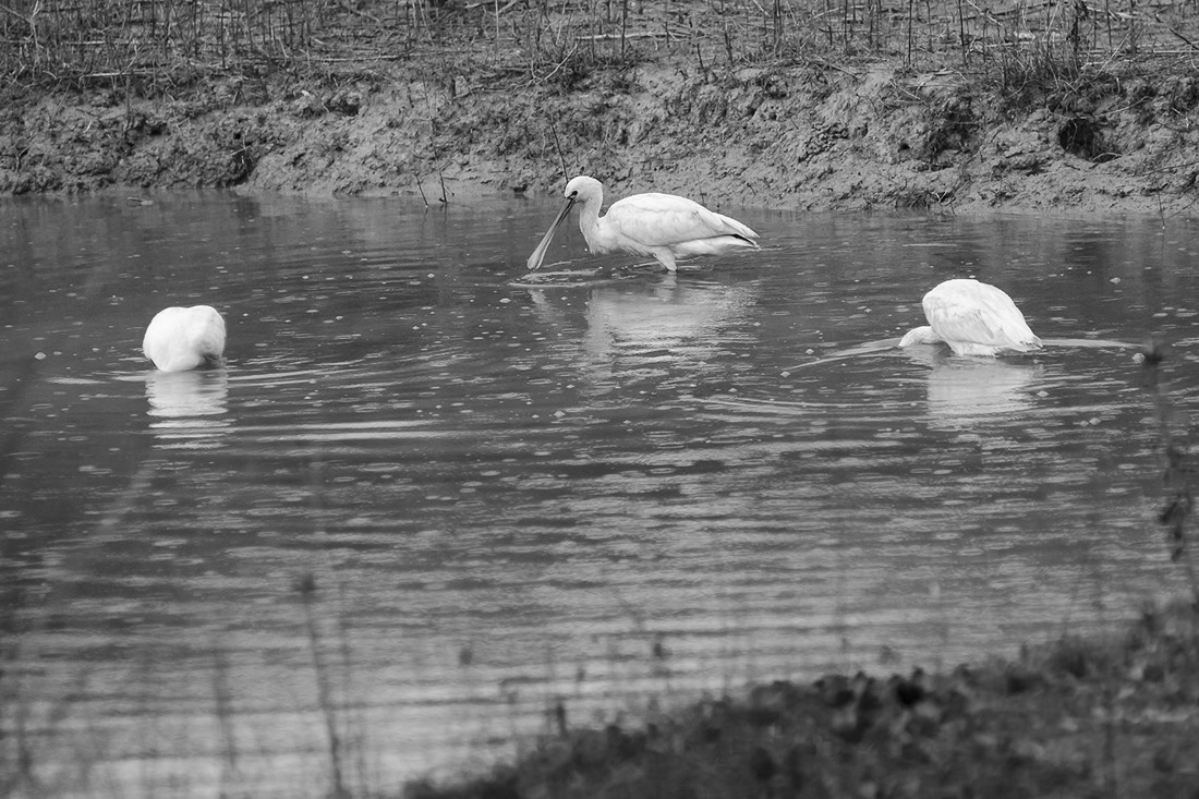 jose-lopez-diaz-concursoabrilaves-madrevieja-jose-lopez