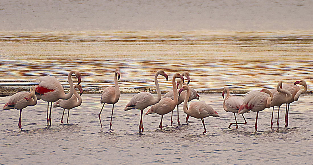 jose-lopez-diaz-concursoabrilaves