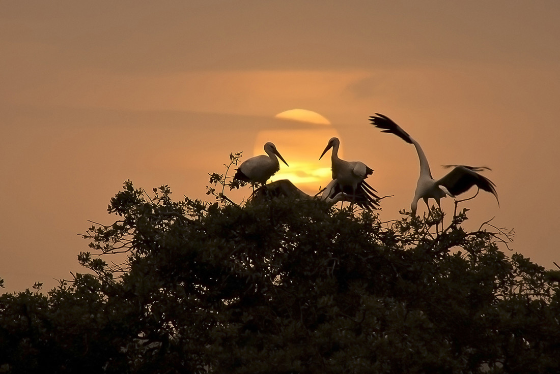 jose-luis-garcia-jose-luis-garcia-concursoabrilaves