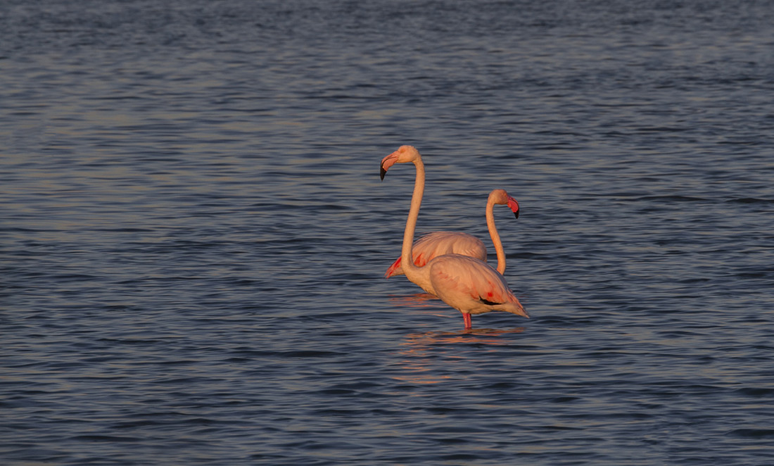 juan-manuel-carrasco-chacon-concursoabrilaves-2_1
