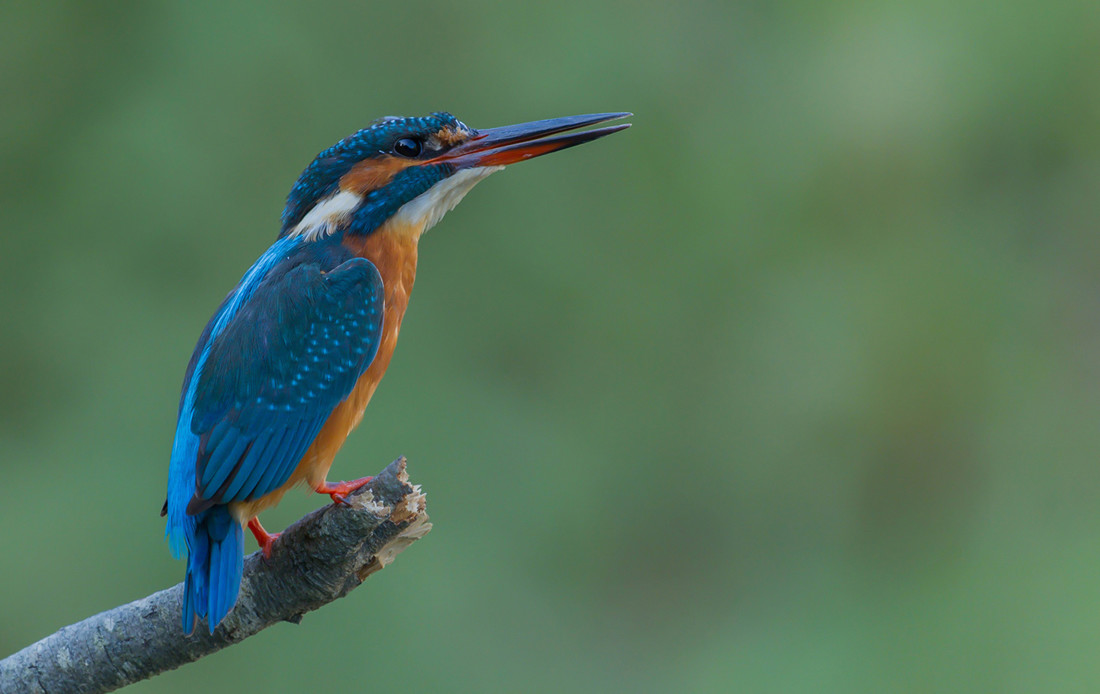 juan-manuel-carrasco-chacon-concursoabrilaves