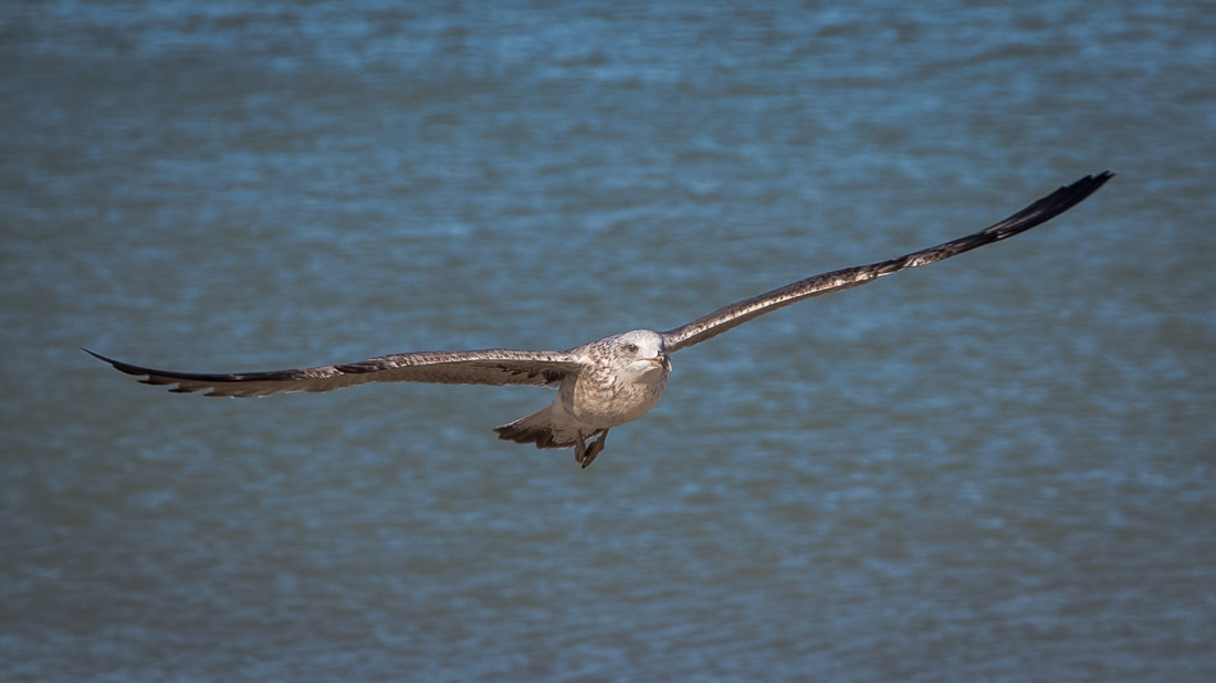 manuel-ignacio-torres-lima-concursoabrilaves01