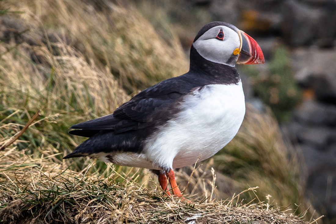 manuel-ignacio-torres-lima-concursoabrilaves02
