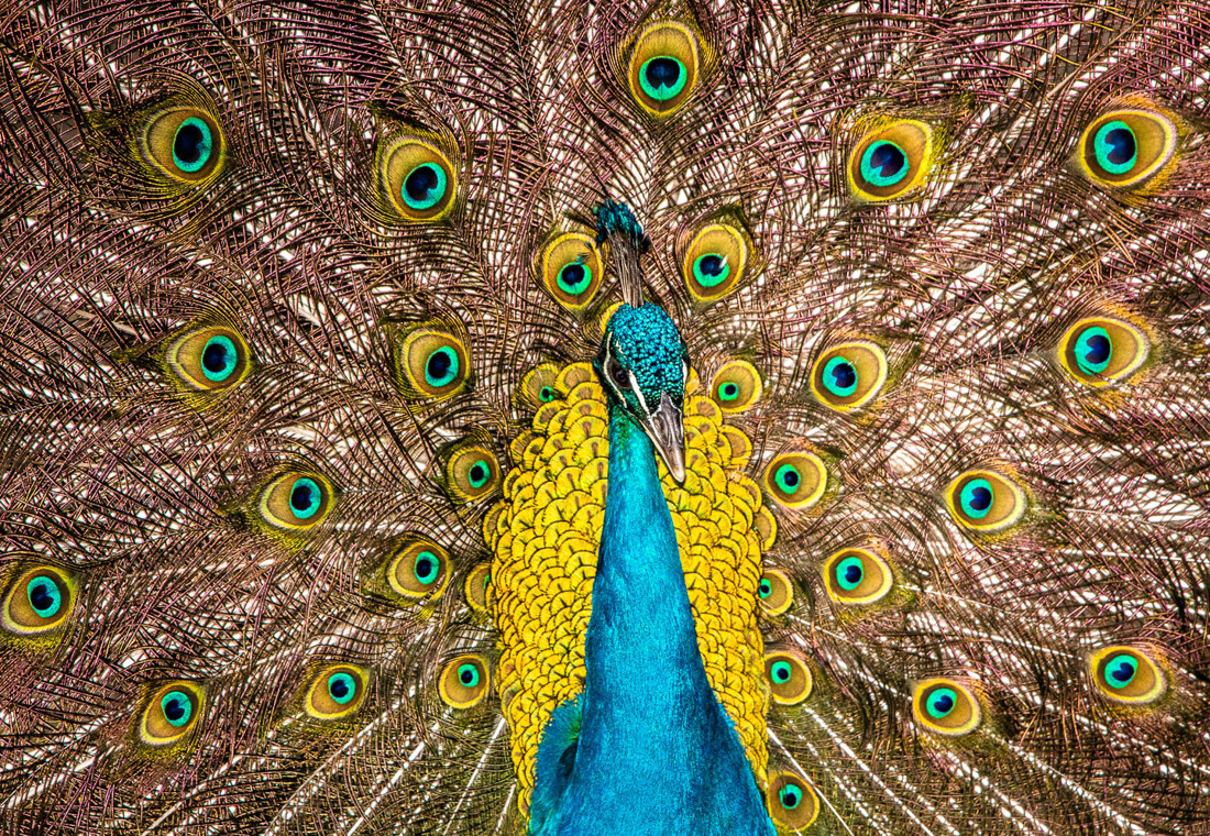 manuel-ignacio-torres-lima-concursoabrilaves03