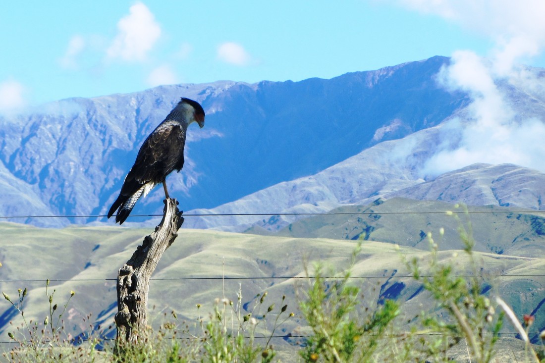 mariano-maeztu-concursoabrilaves-mariano-maeztu-1