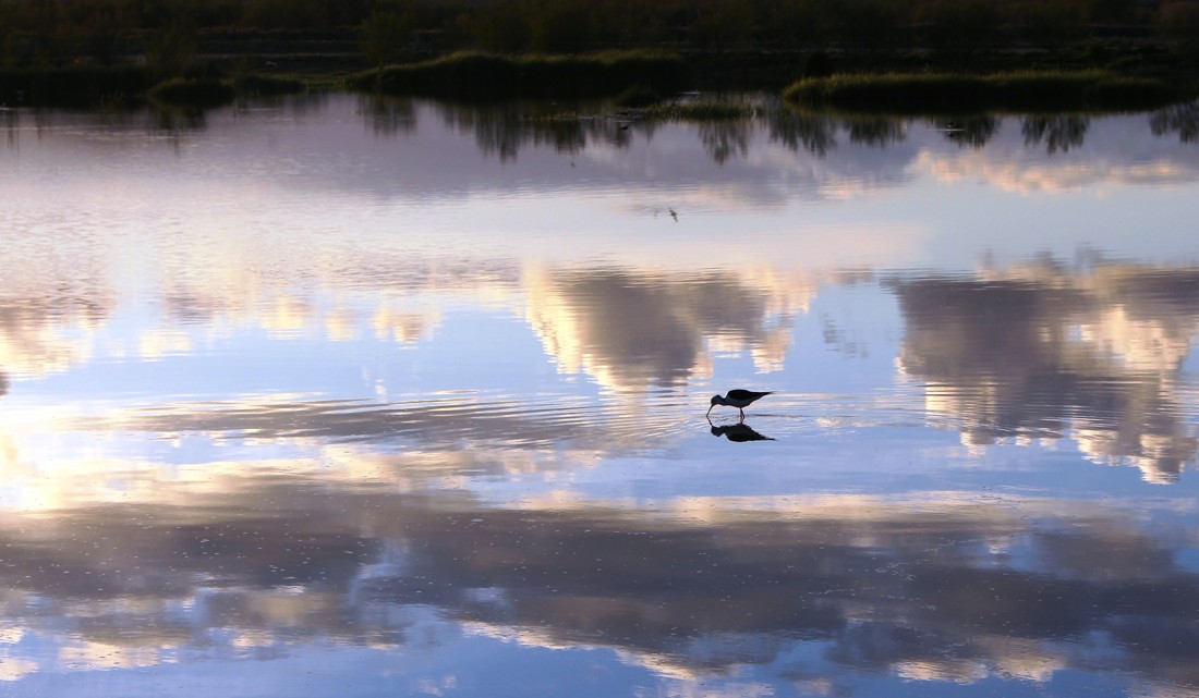 mariano-maeztu-concursoabrilaves-mariano-maeztu-2