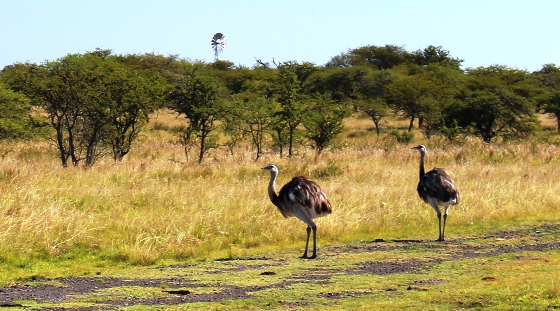 mariano-maeztu-concursoabrilaves-mariano-maeztu-3