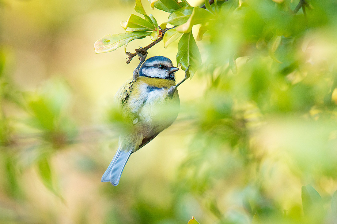 mercedes-cuesta-mateo-mercedes-cuesta-concursoabrilaves