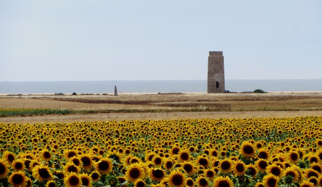 Mariano Maeztu - #concursomayocostadecadiz Girasoles, playa y Torre de Castilnovo