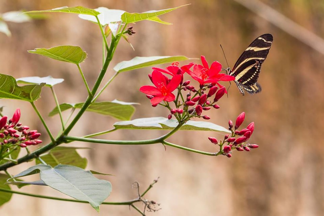 35329230_10216876520887744_3490456166964658176_n