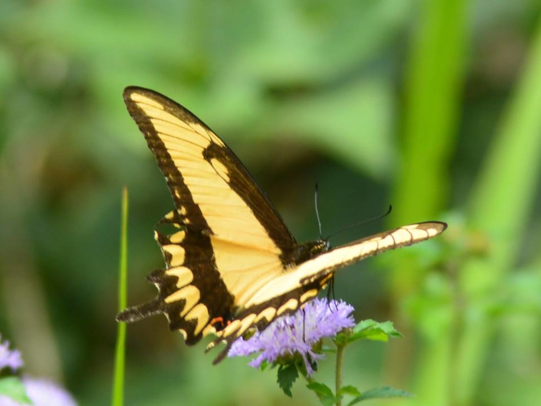 35425761_10216876519407707_4054705756014903296_n