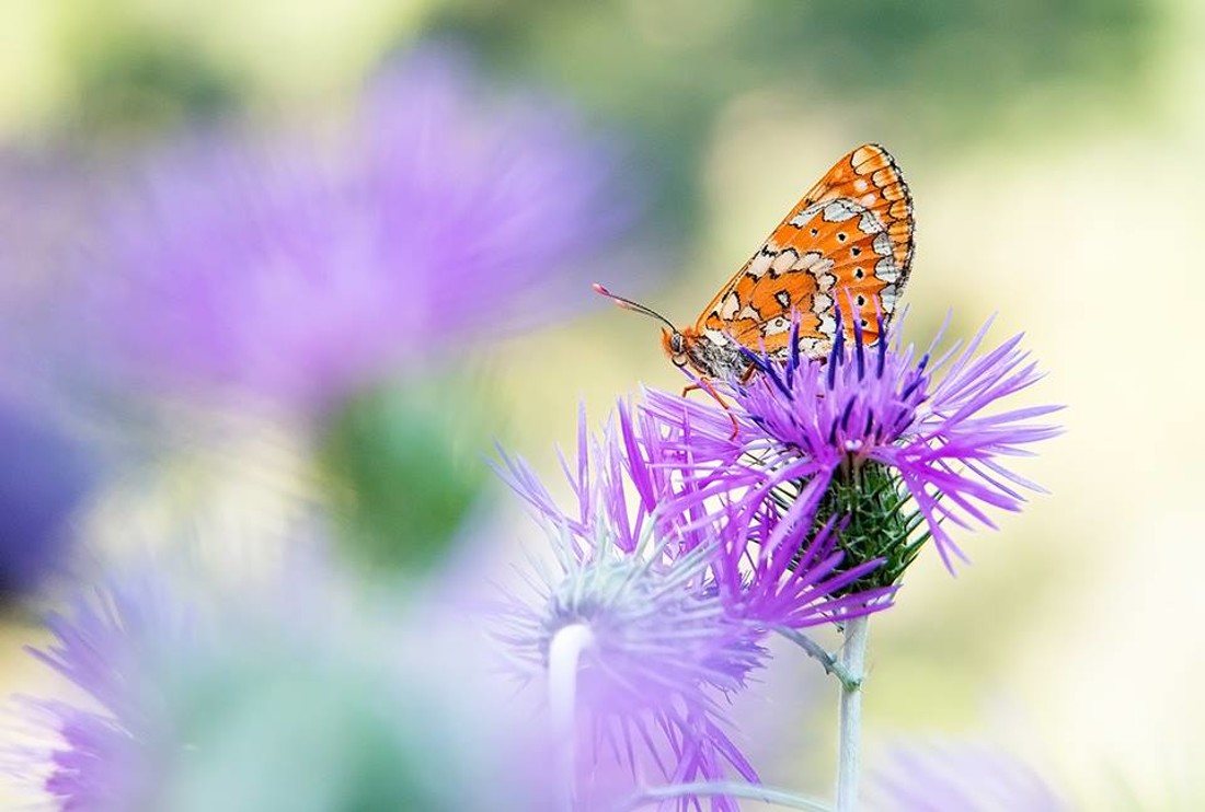 35463232_10216876520687739_1254664542500159488_n