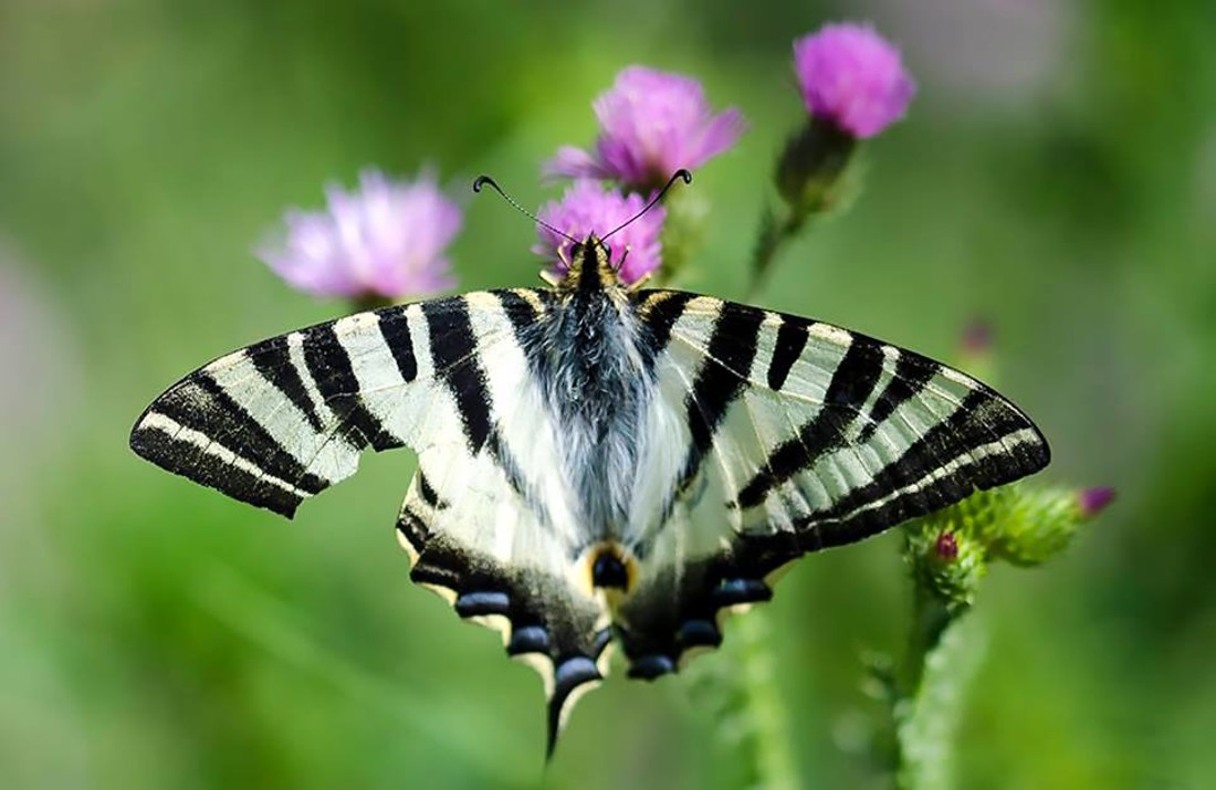 35470928_10216876514327580_1953879205334745088_n