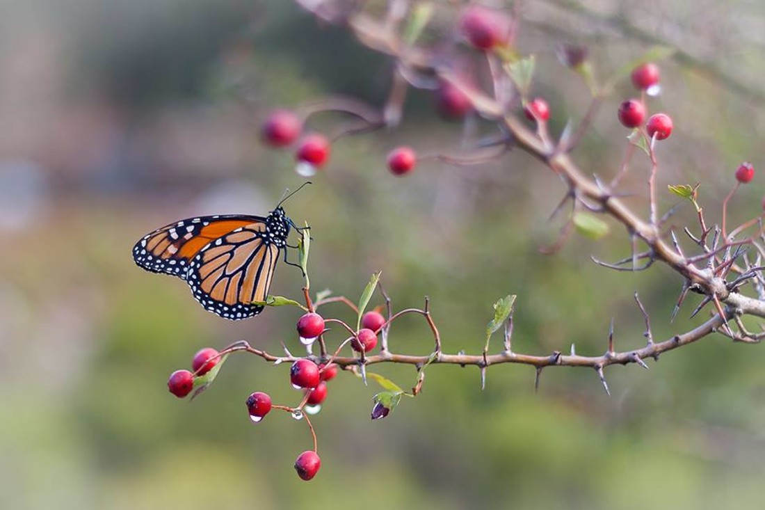 35472199_10216876519647713_3417813929093496832_n