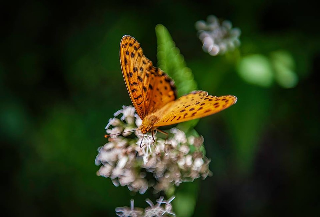 35474714_10216876518567686_2672623148888752128_n