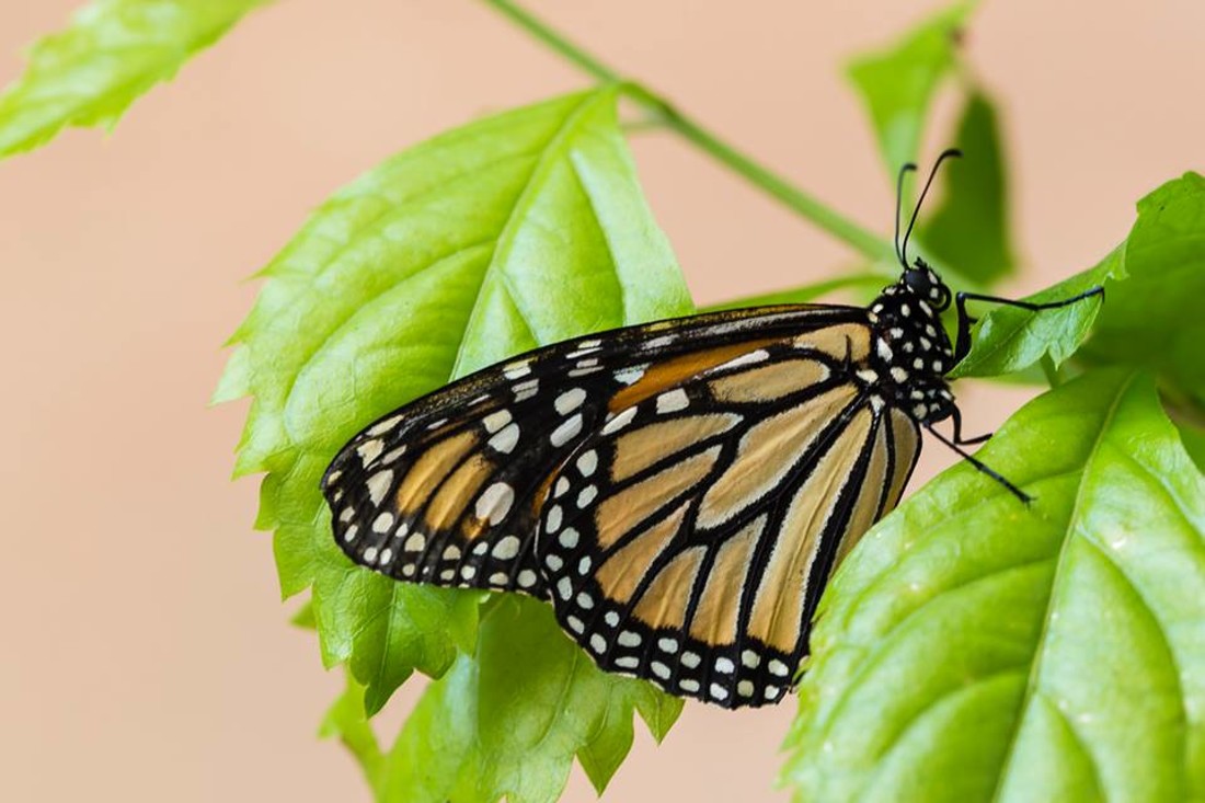 35477051_10216876518487684_2681115235535814656_n