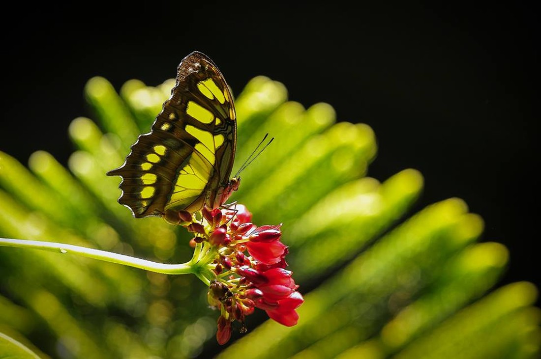 35479288_10216876523127800_2661945589607956480_n