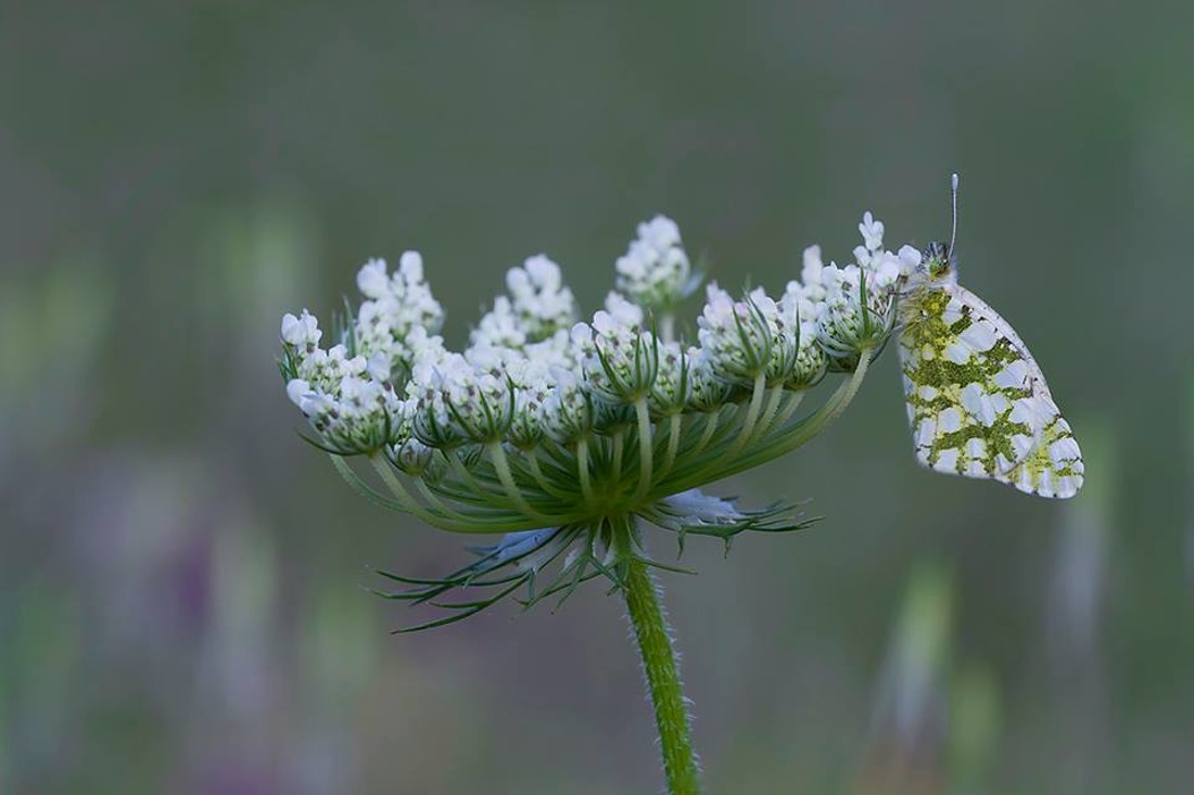 35480767_10216876515167601_1720331047125647360_n