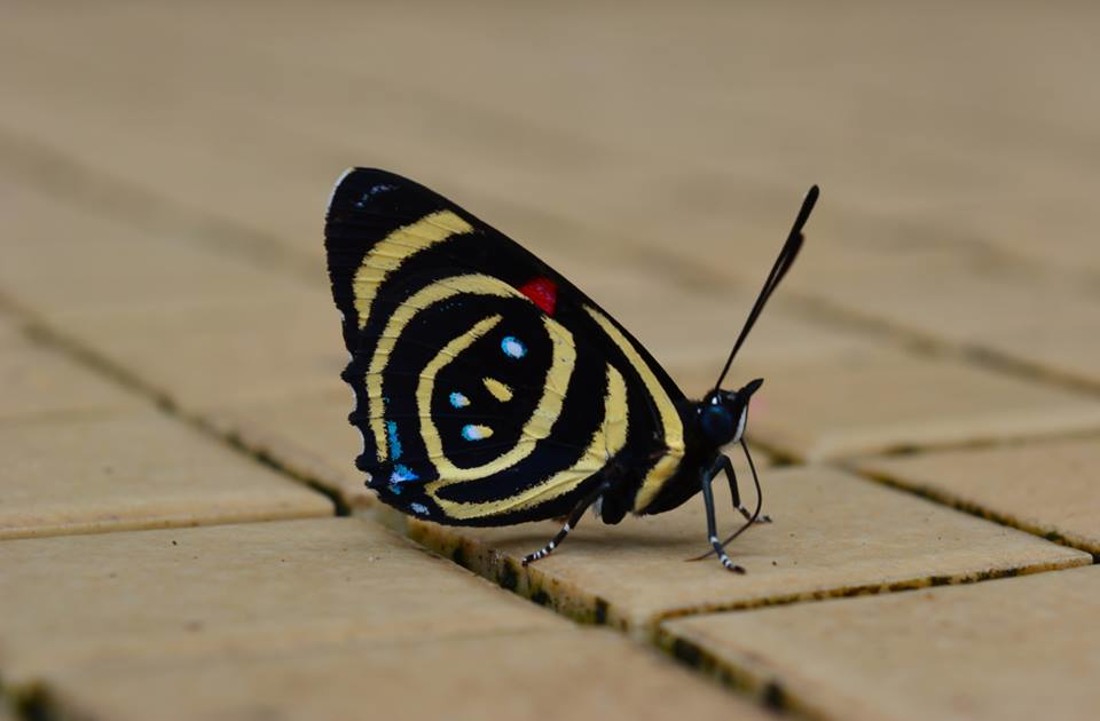 35485999_10216876516567636_676860350196350976_n