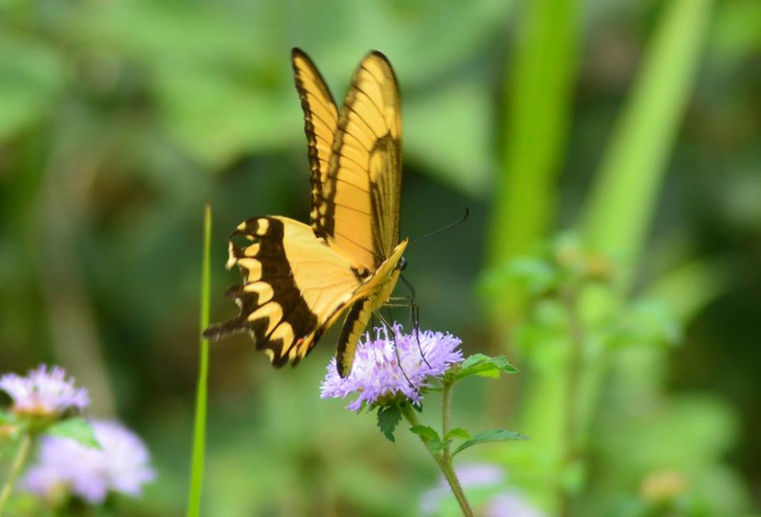 35489498_10216876517127650_305937929312665600_n