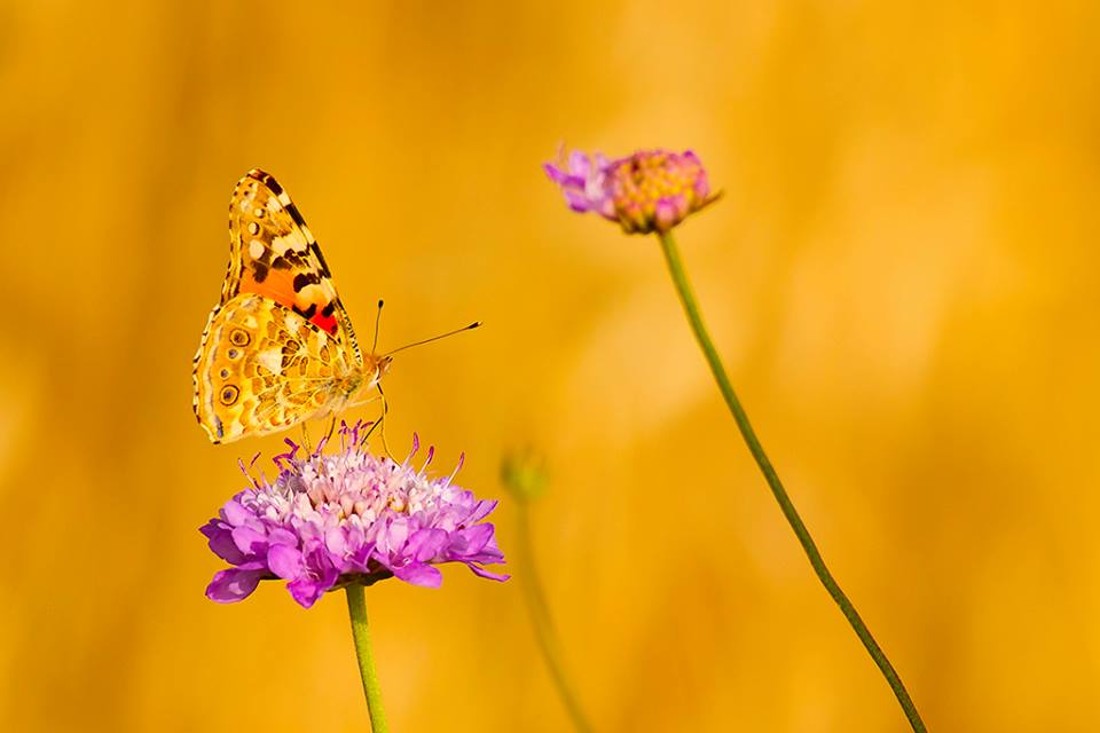 35493886_10216876516247628_9050417483416076288_n