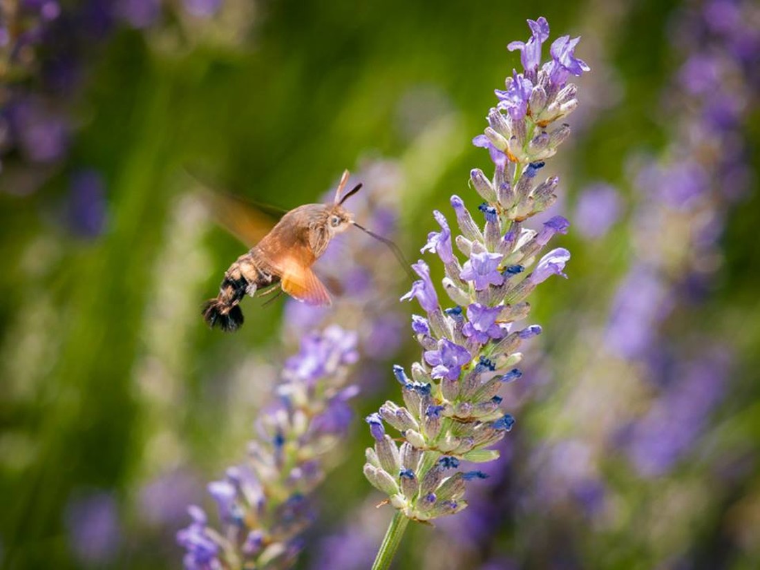 35564374_10216876516487634_2961447398758416384_n