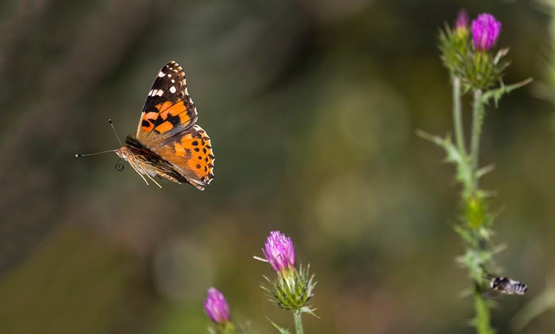 35644893_10216876514407582_2584256915487850496_n