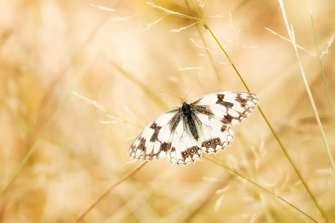 35645524_10216876519447708_647573122823749632_n