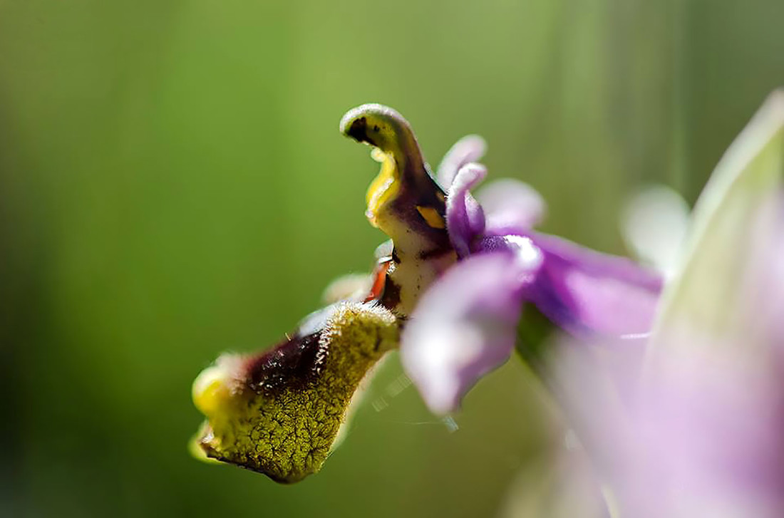 Agafona Agafona - Manuel Suárez. ConcursoJulioOrquídeas-2