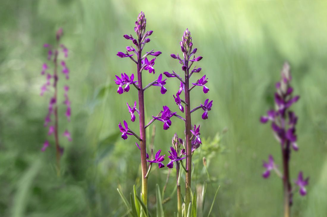 Antonio Benítez Paz - Antº Benítez Paz - Orquídea - Anacamptis laxiflora