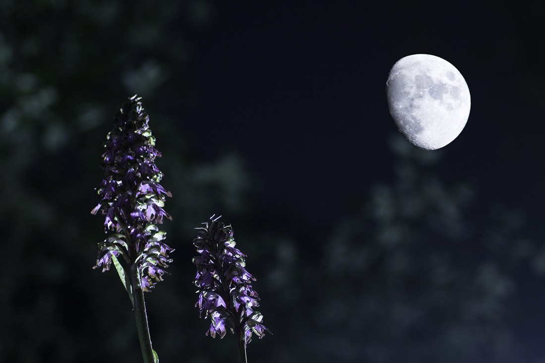 Antonio Gallardo - #ConcursoJulioOrquideas1