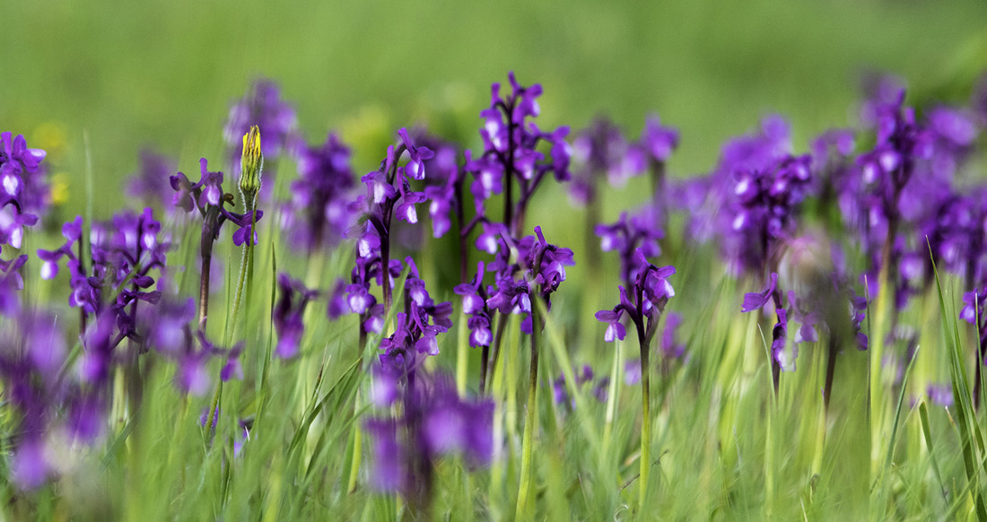 Antonio Gallardo - #ConcursoJulioOrquideas2