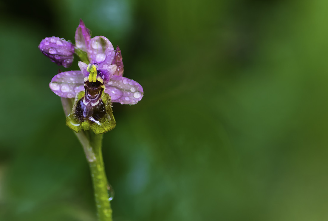 Antonio Gallardo - #ConcursoJulioOrquideas3